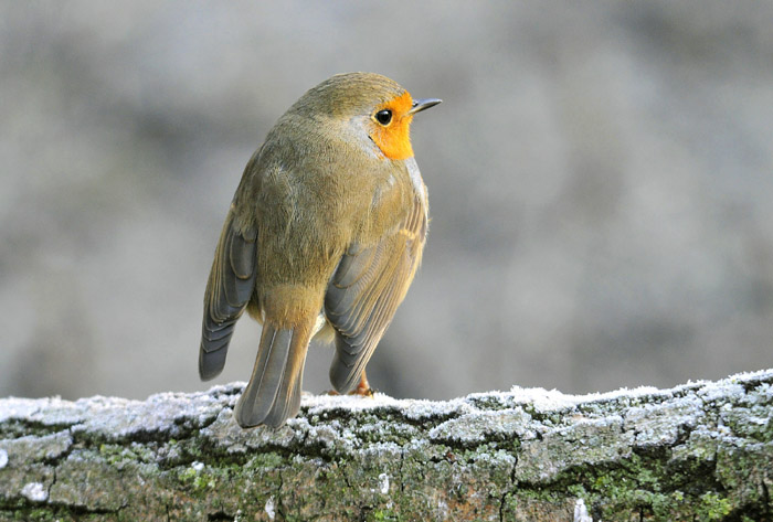 Comuni   infreddoliti